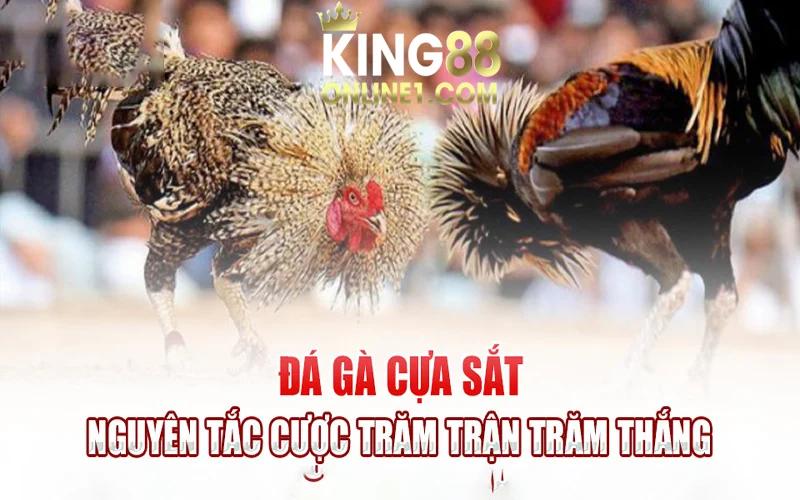 Đá gà cựa sắt - Chi tiết kinh nghiệm cược luôn thắng