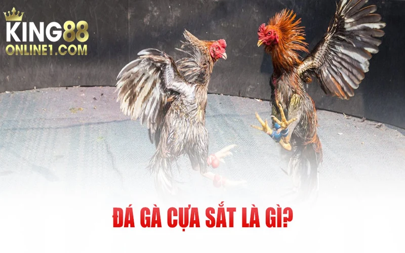 Giới thiệu khái quát về đá gà cựa sắt