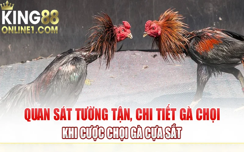 Quan sát lựa chọn con gà mạnh hơn