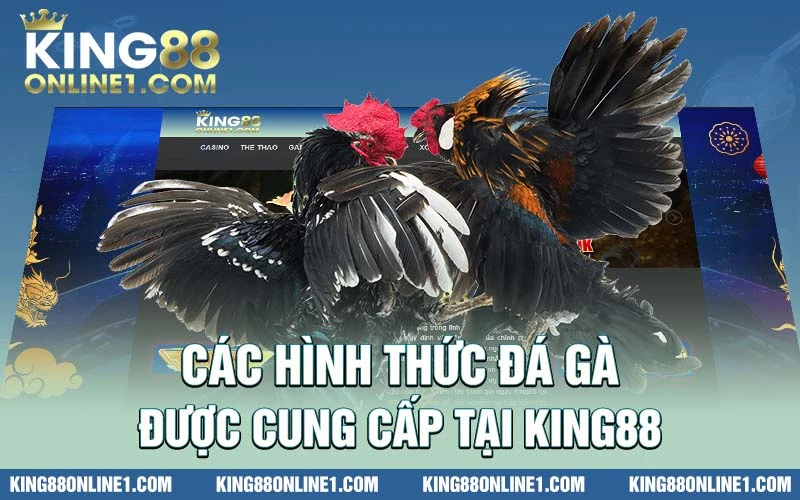 Các hình thức đá gà được cung cấp tại KING88